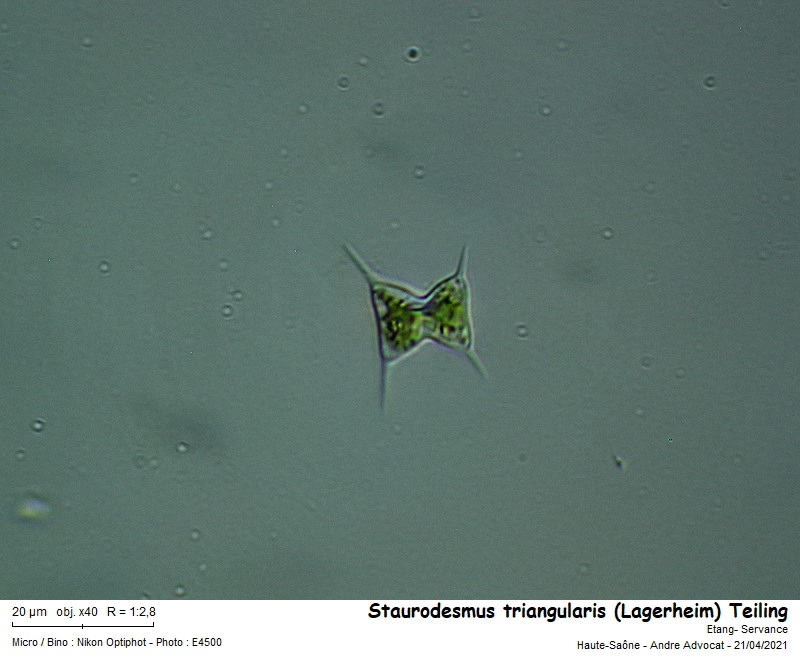 Staurodesmus triangularis (Lagerheim) Teiling #66366