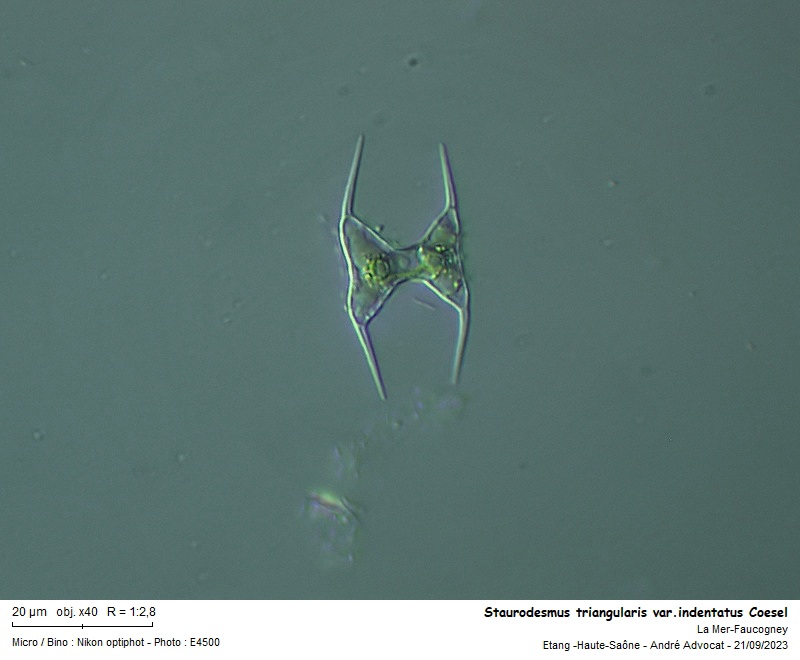 Staurodesmus triangularis (Lagerheim) Teiling #76479