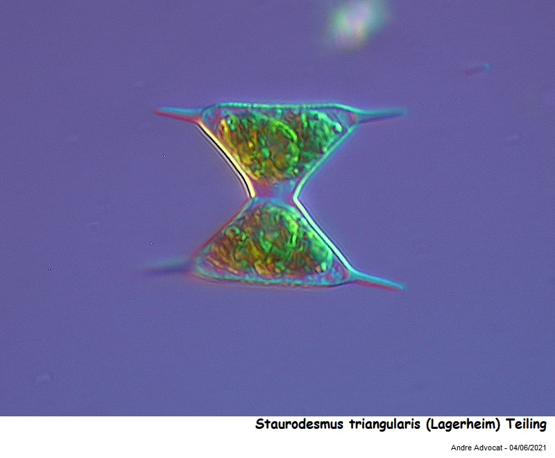 Staurodesmus triangularis (Lagerheim) Teiling #66974
