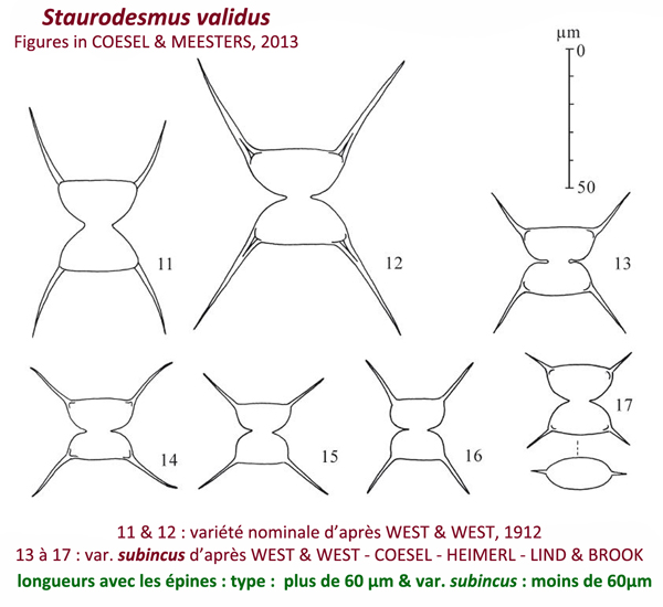 Staurodesmus validus (W.&G.S.West) Thomasson var. subincus #82011