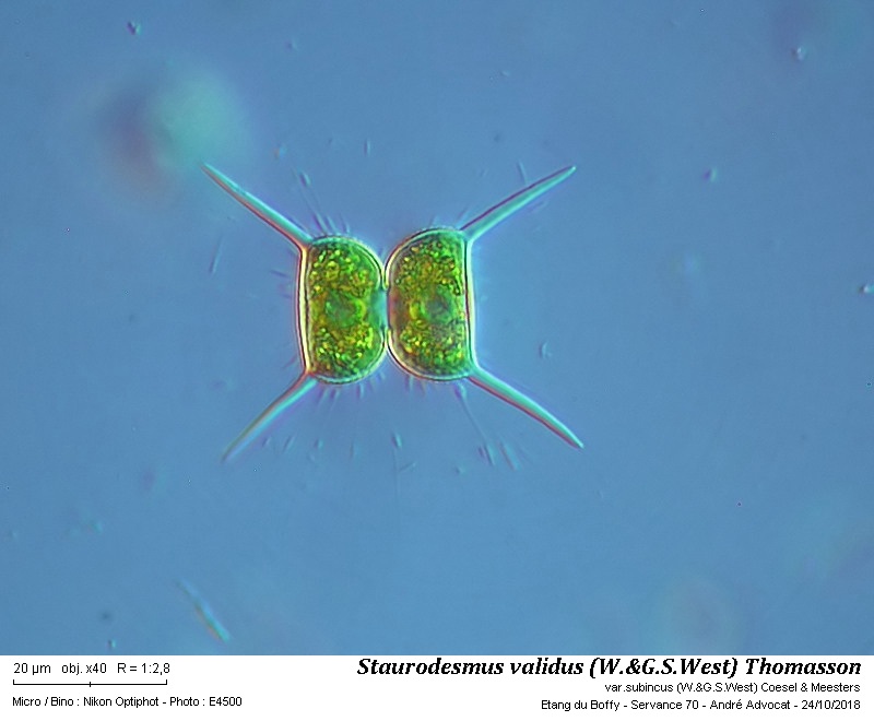 Staurodesmus validus (W.&G.S.West) Thomasson var. subincus #56745