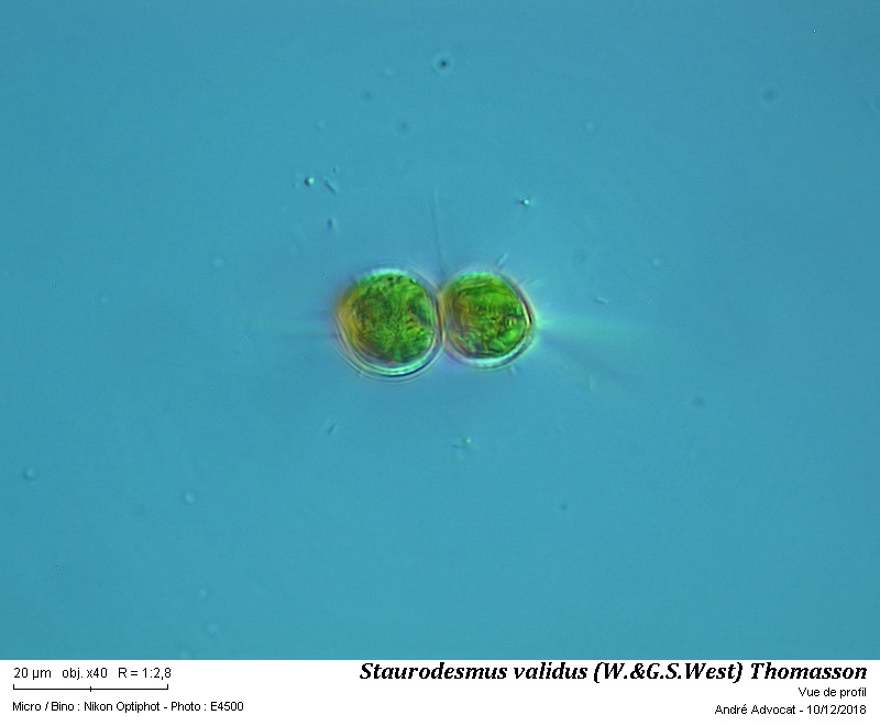 Staurodesmus validus (W.&G.S.West) Thomasson var. subincus #57058