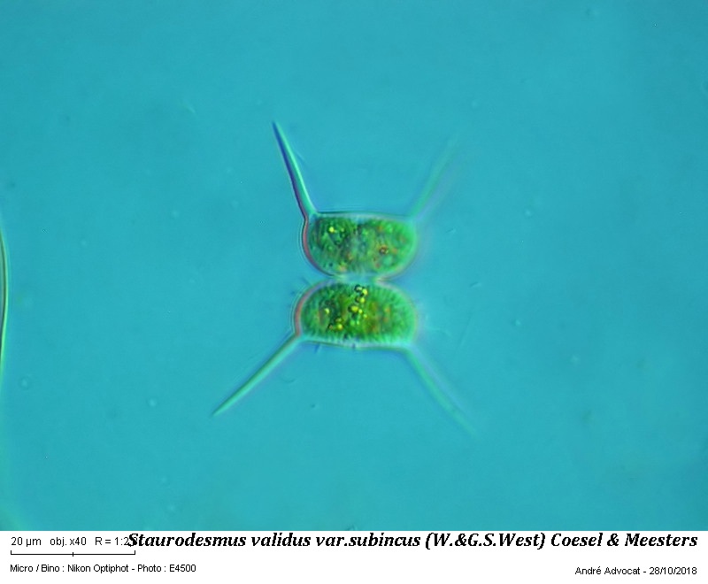 Staurodesmus validus (W.&G.S.West) Thomasson var. subincus #82101