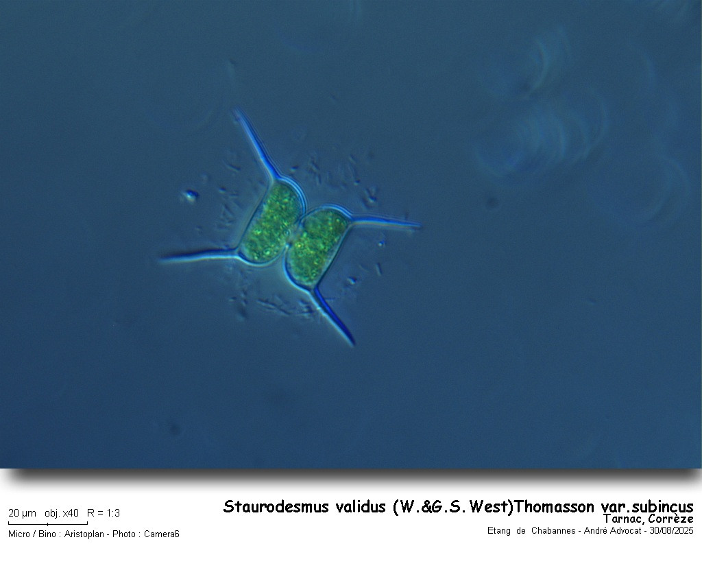 Staurodesmus validus (W.&G.S.West) Thomasson var. subincus #84792