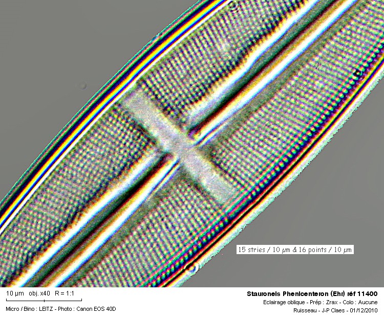 Stauroneis  phenicenteron (Ehr) #19494