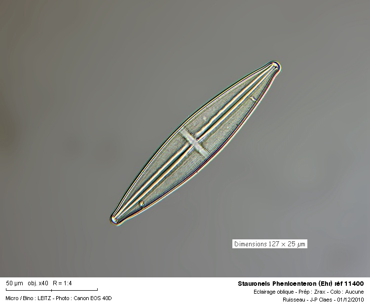 Stauroneis  phenicenteron (Ehr) #19493