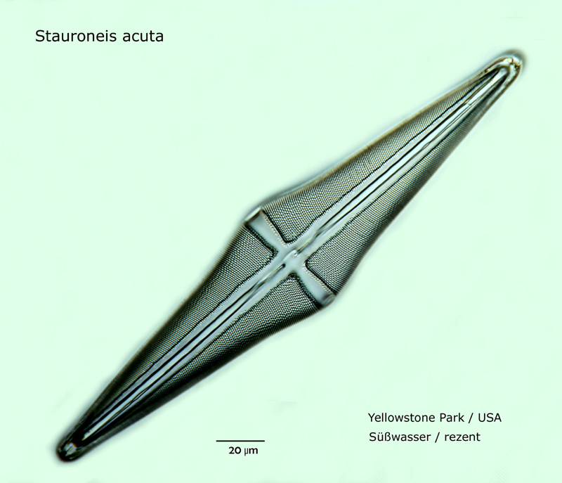 Stauroneis acuta #17359