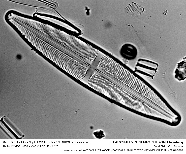 Stauroneis phenicenteron (Nitzsch) Ehrenberg #44505