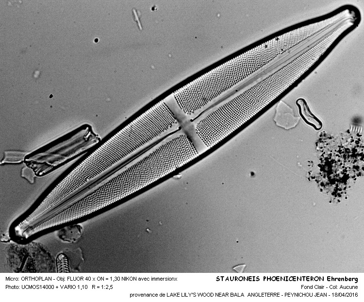 Stauroneis phenicenteron (Nitzsch) Ehrenberg #44626