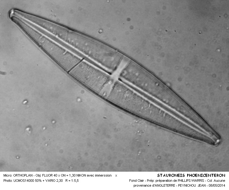 STAURONEIS PHOENICENTERON #37464