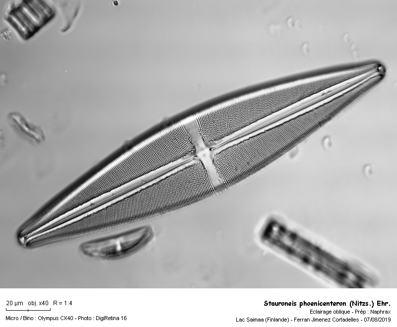 Stauroneis phoenicenteron (Nitzs.) Ehr. #63411