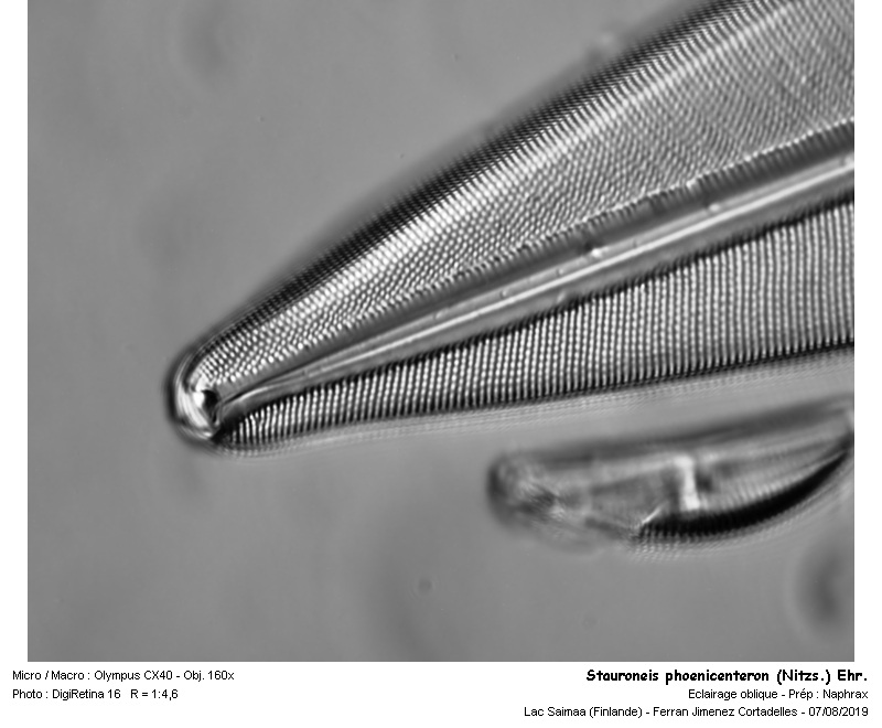 Stauroneis phoenicenteron (Nitzs.) Ehr. #63413