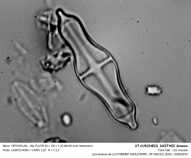 STAURONEIS SMITHII Grunow #46342