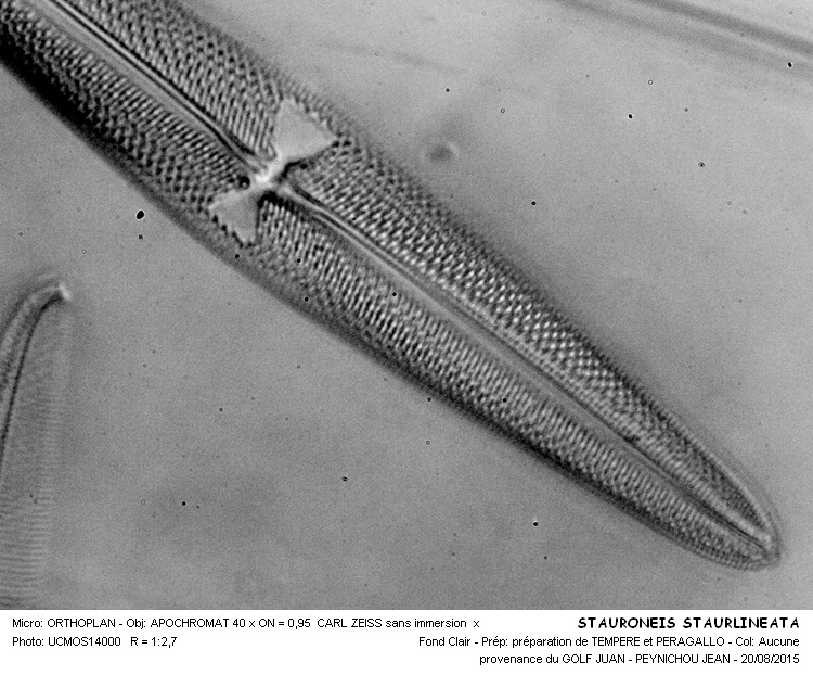 STAURONEIS STAURLINEATA #41983