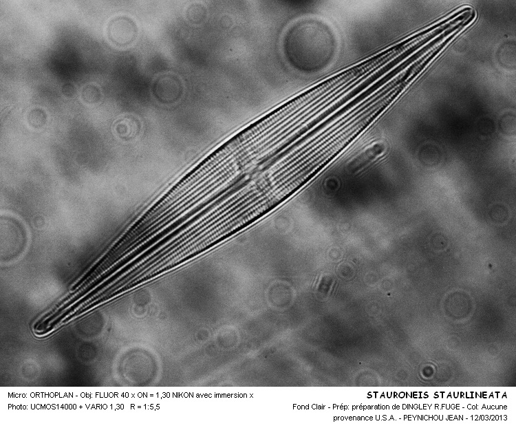 STAURONEIS STAURLINEATA #31637