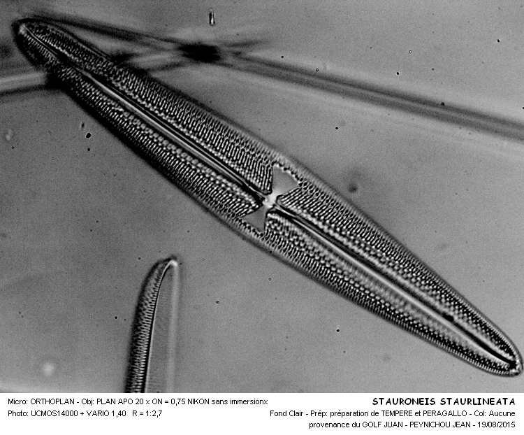STAURONEIS STAURLINEATA #41975