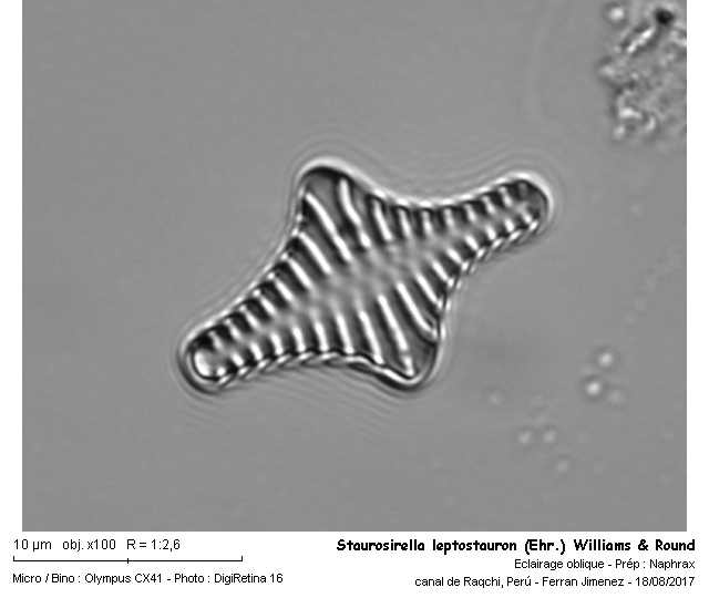 Staurosirella leptostauron (Ehr.) Williams & Round #55013