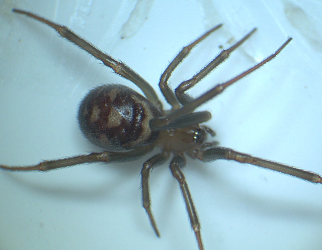Steatoda grossa - Theridiidae #4927