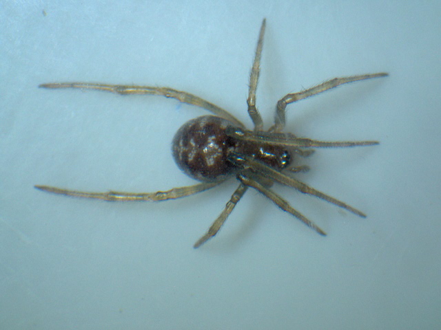 Steatoda triangulosa - Theridiidae #4731