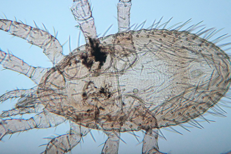 Steatonyssus cf periblepharus de la pipistrelle de Lucien #35325