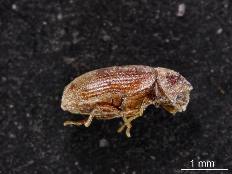 Stegobium paniceum (Linnaeus 1758) #54612