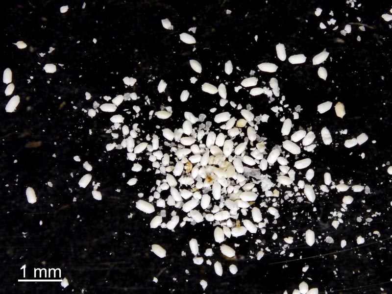 Stegobium paniceum (Linnaeus 1758) #54615