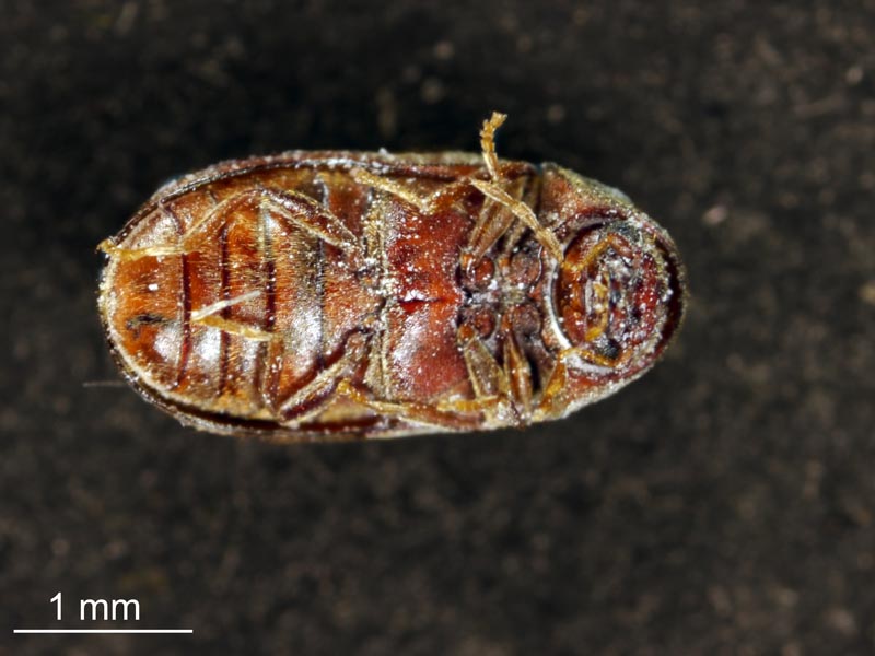Stegobium paniceum (Linnaeus 1758) #54611