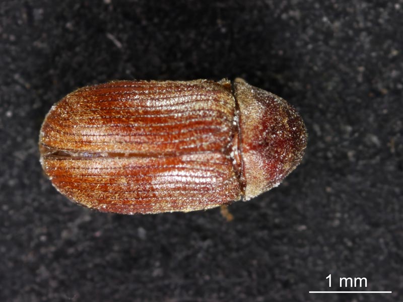 Stegobium paniceum (Linnaeus 1758) #54610