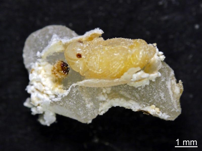 Stegobium paniceum (Linnaeus 1758) #54616