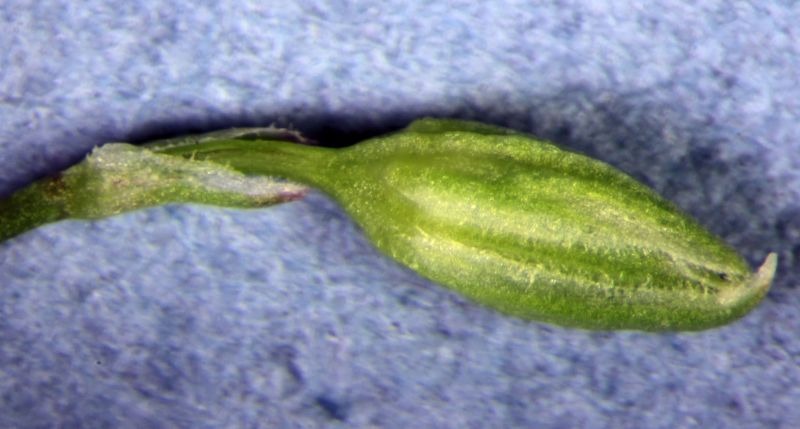 Stellaria graminea #75102