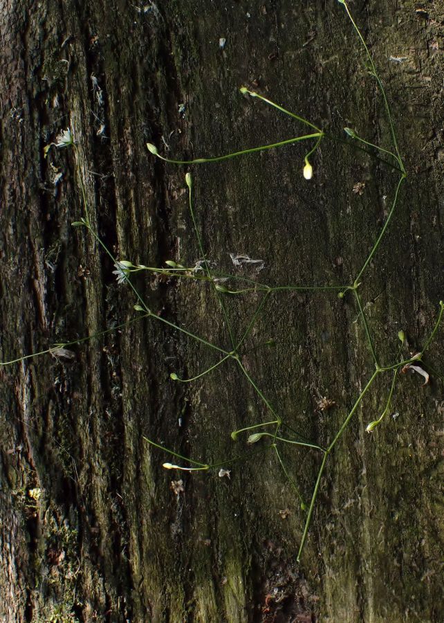 Stellaria graminea #75109