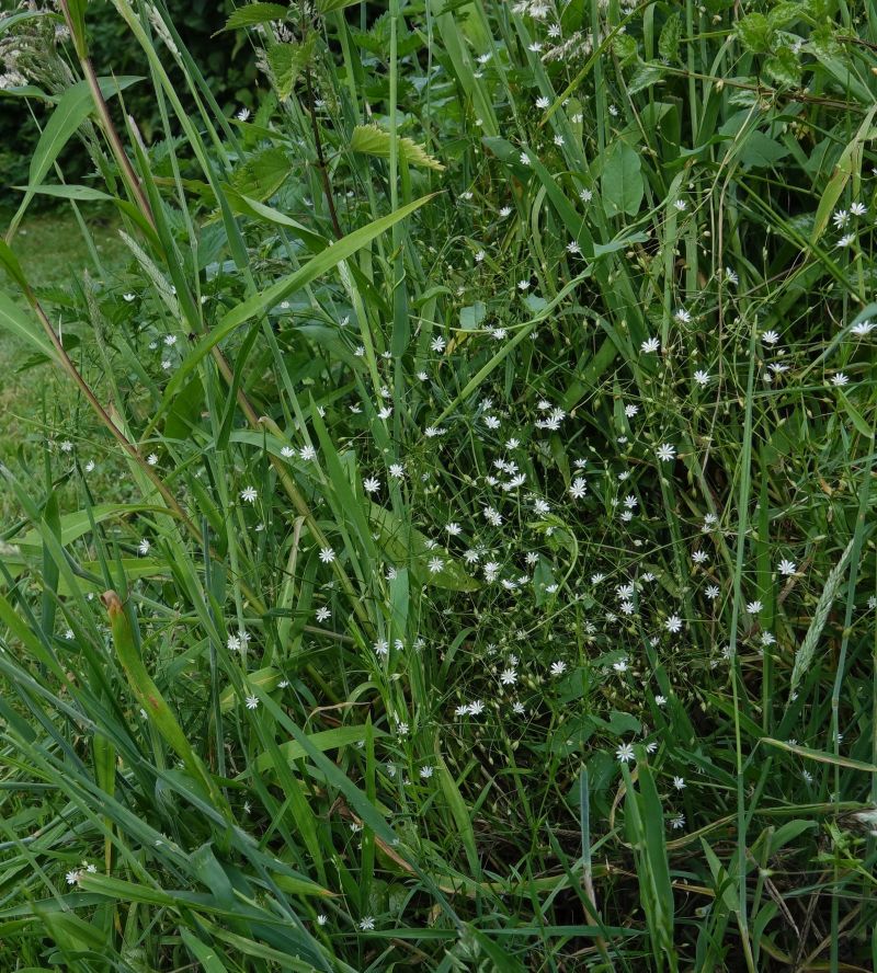 Stellaria graminea #75098