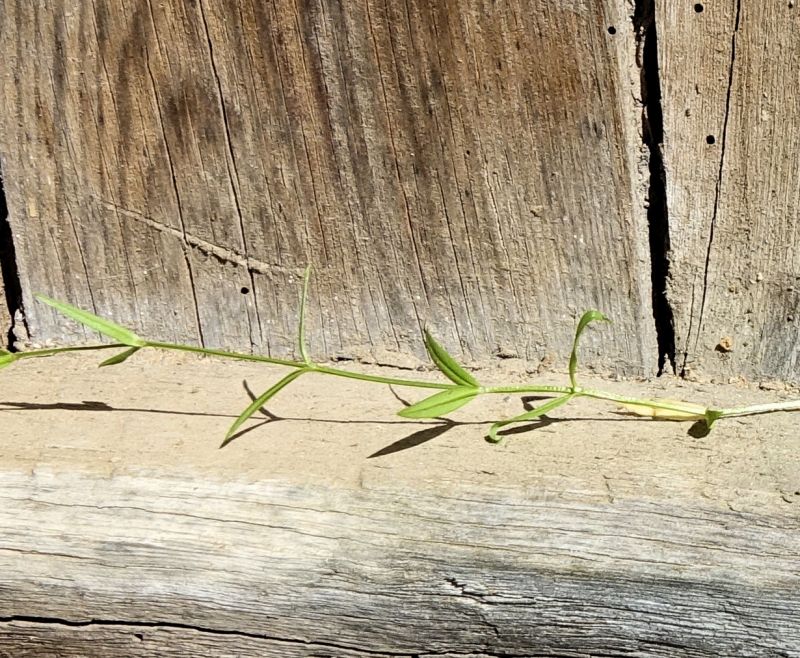Stellaria graminea #75100