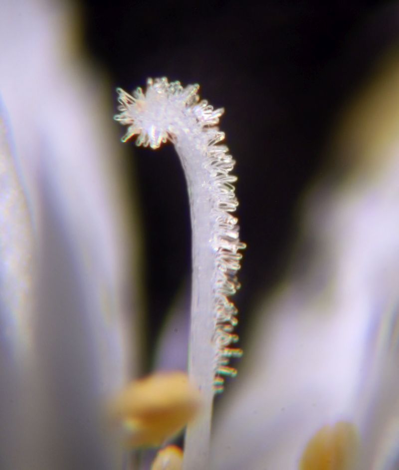Stellaria graminea #75107