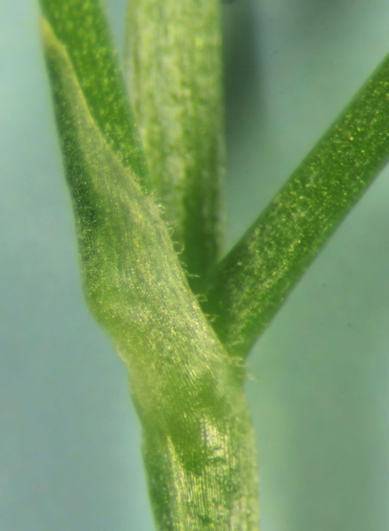 Stellaria graminea #75108