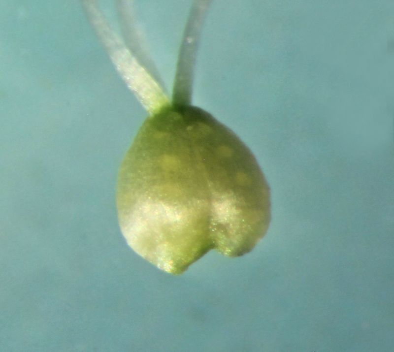 Stellaria graminea #75105