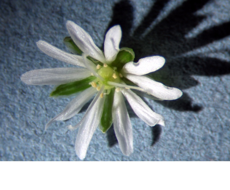 Stellaria graminea #75099