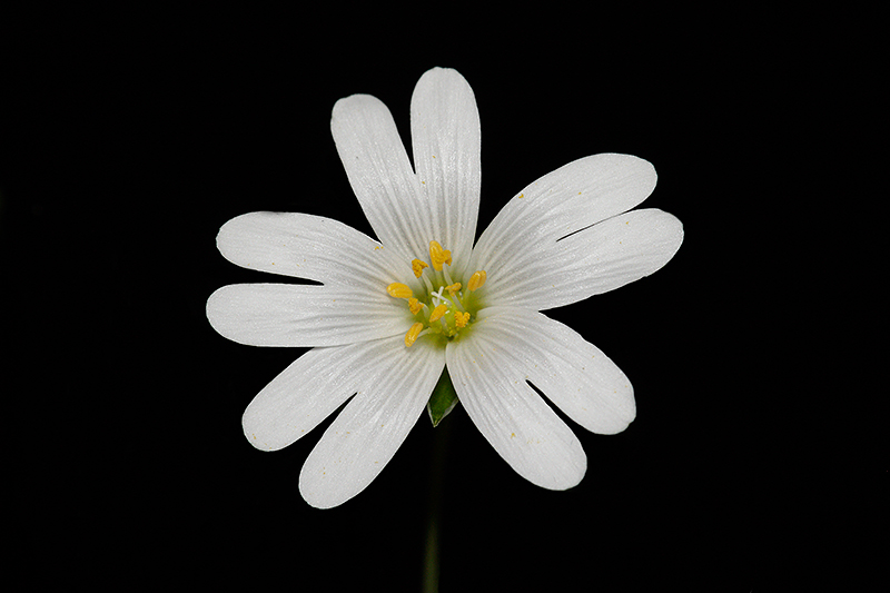 Stellaria holostea L. #30691