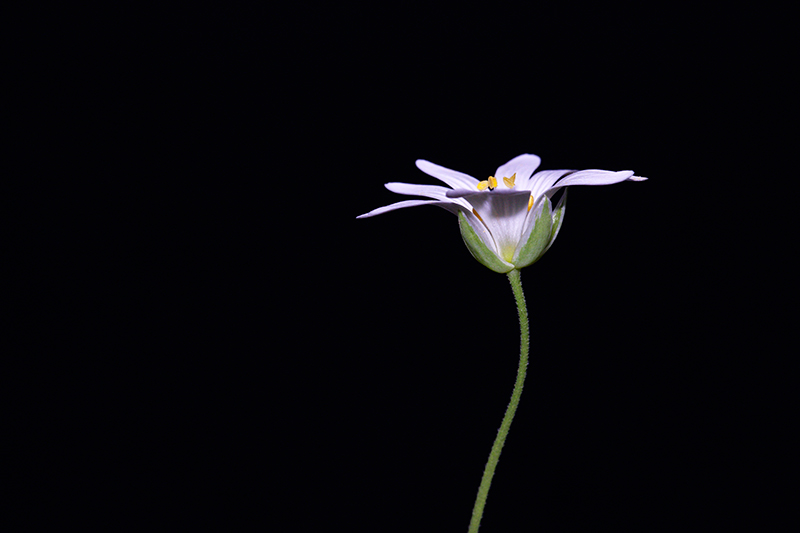 Stellaria holostea L. #30690