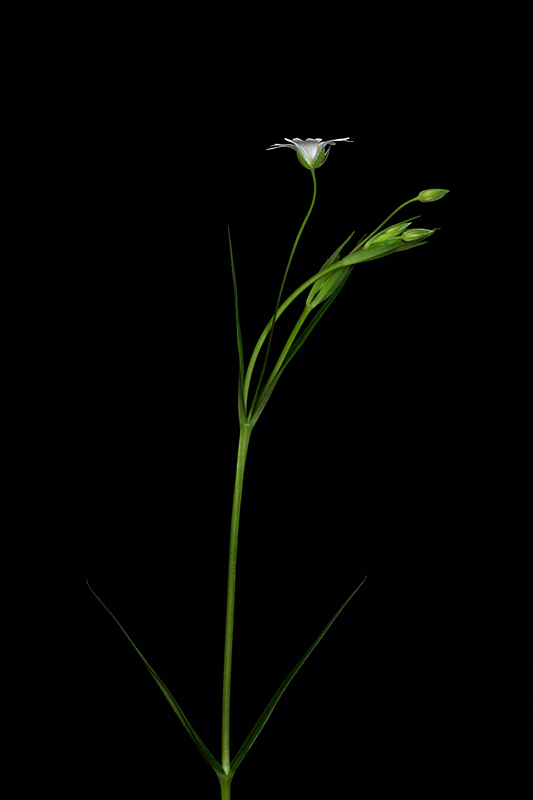 Stellaria holostea L. #30688