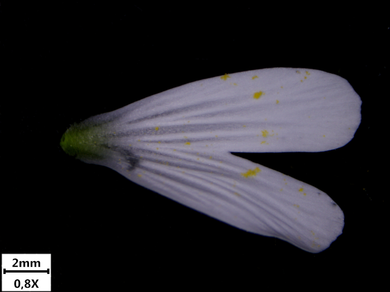 Stellaria holostea ou Rabelera holostea #74871