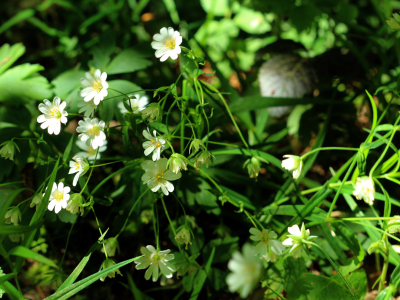 Stellaria holostea ou Rabelera holostea #74859
