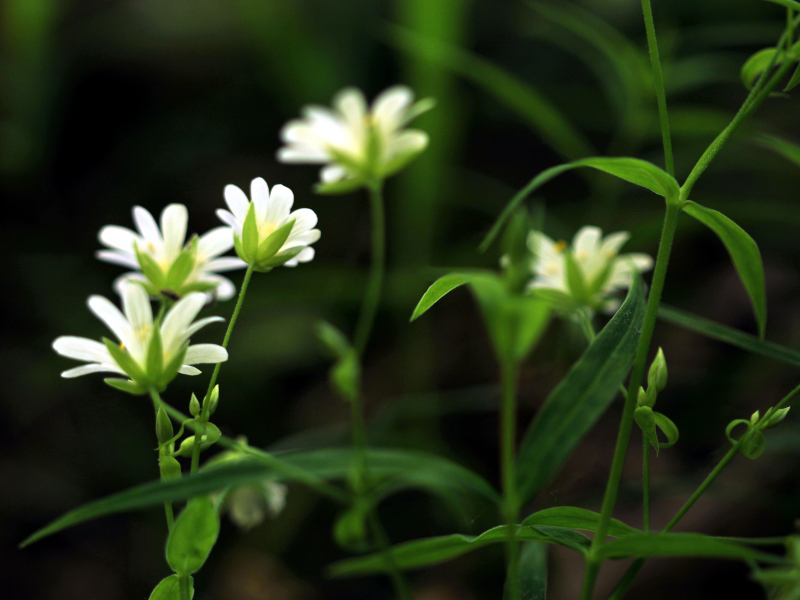 Stellaria holostea ou Rabelera holostea #74865