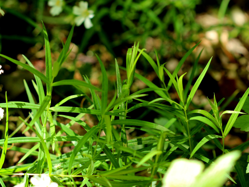 Stellaria holostea ou Rabelera holostea #74855