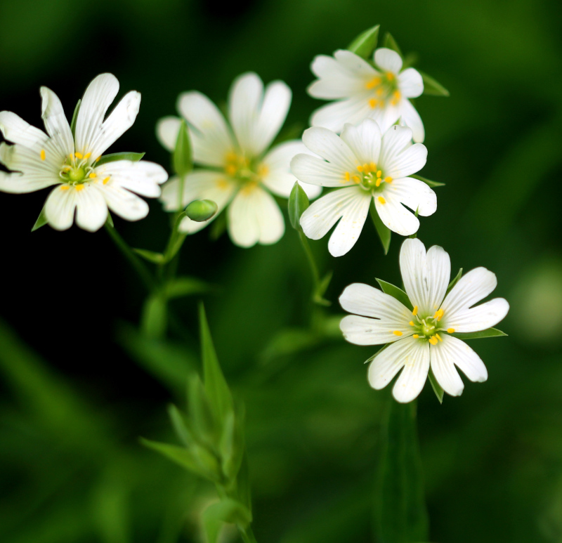Stellaria holostea ou Rabelera holostea #74856