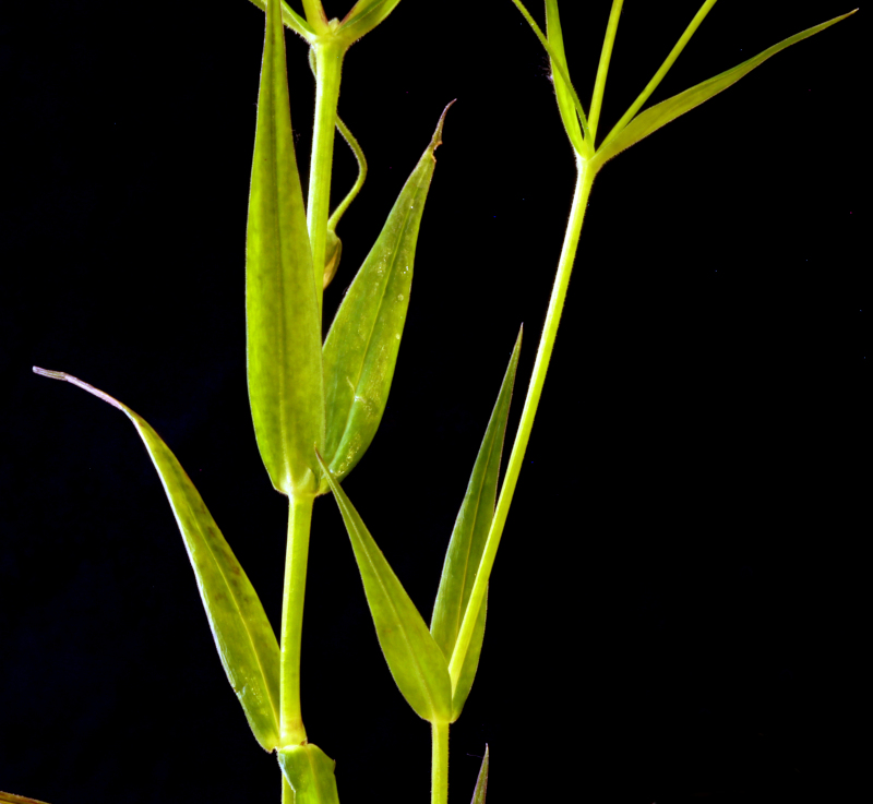 Stellaria holostea ou Rabelera holostea #74860