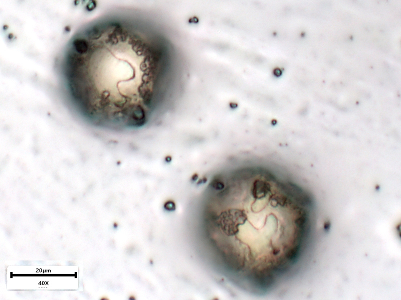 Stellaria holostea ou Rabelera holostea #74858