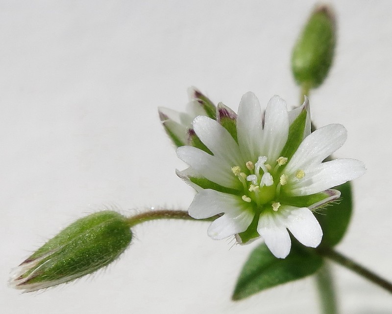 Stellaria media- Mouron des oiseaux #31368