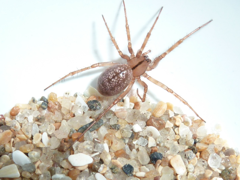 Stemonyphantes lineatus - Linyphiidae #13229