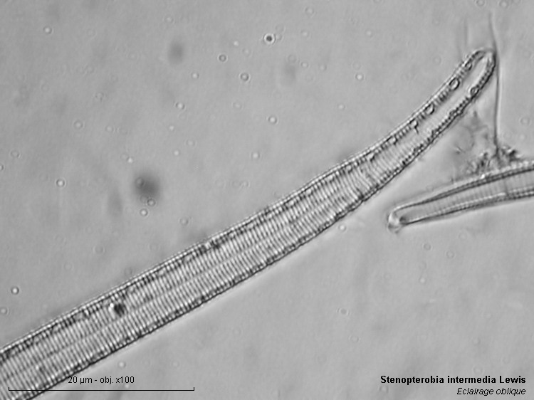 Stenopterobia curvula (W.Smith)Krammer #2730